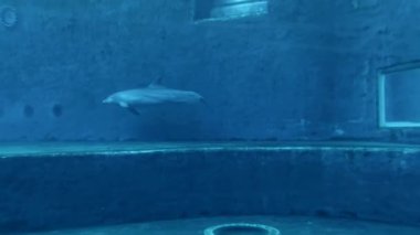 Cenova İtalya, 02 Ağustos 2023: İki yunus akvaryumda büyük bir su tankında yüzüyor.