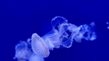 Mavi sularda yüzen beyaz noktalı beyaz biyoluminesens denizanası.