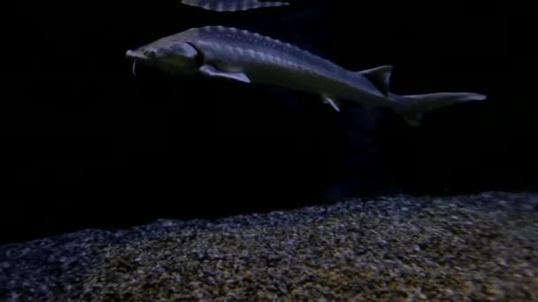 White Sturgeon Fish Swimming Clear Water Bottom Surface Reflecting Its — Stock Video