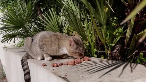 太陽の壁に横たわる灰色の猫が お腹を空かせて食べている — ストック動画