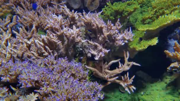 Corais Coloridos Fundo Mar Onde Peixes Tropicais Azuis Tamanho Médio — Vídeo de Stock