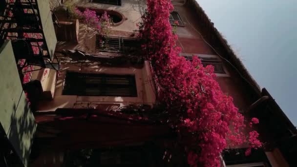 Ostia Antica Köyünün Arka Sokağında Sergilenen Kırmızı Çiçeklerin Dikey Videosu — Stok video
