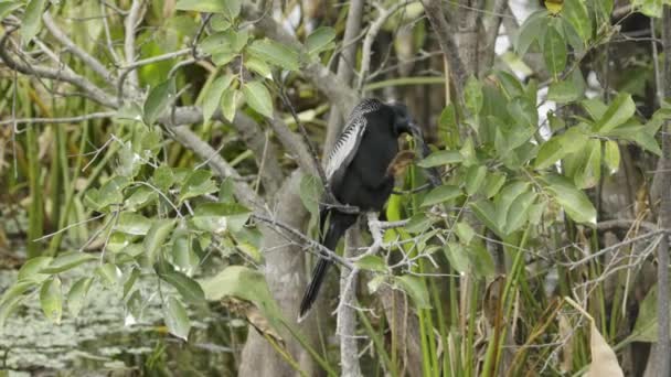Anhinga Bird Scratches Its Neck Its Feet Florida Marsh Shot — 비디오