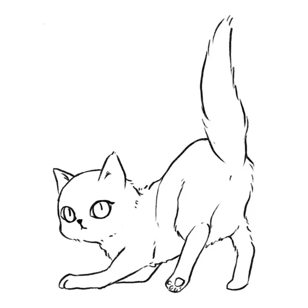 Cat Bends Its Front Legs Turns Look Pencil Drawings Coloring — Stock Photo, Image