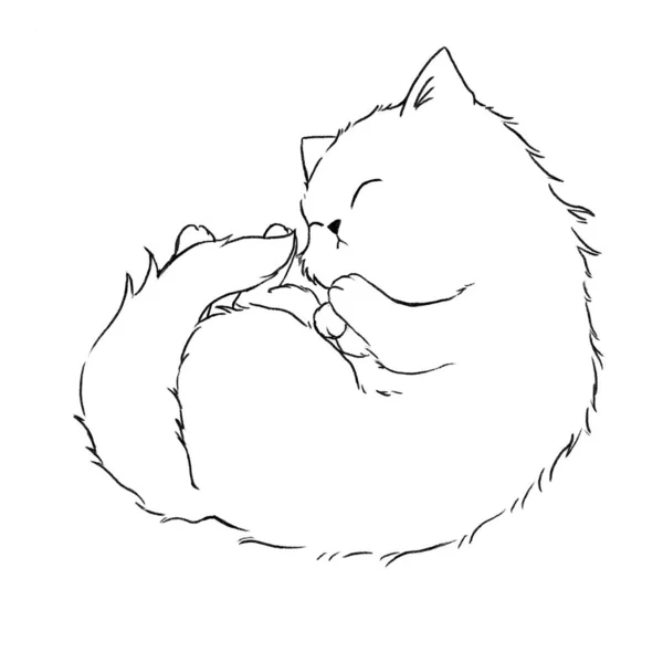 Fluffy Cat Curled Ball Line Art Coloring — Stock Photo, Image