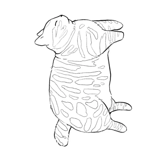 Fat Tabby Cat Lying Floor Line Art Coloring — Stock Photo, Image