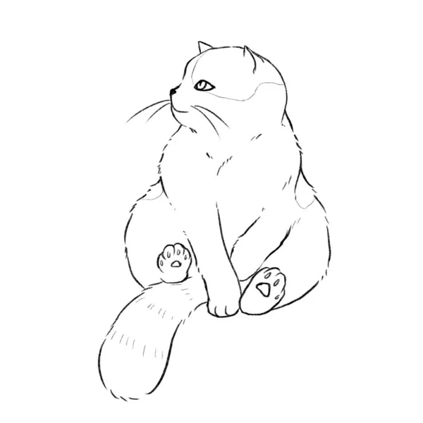 Eine Dicke Flauschige Katze Sitzt Auf Ihrem Eigenen Schwanz — Stockfoto