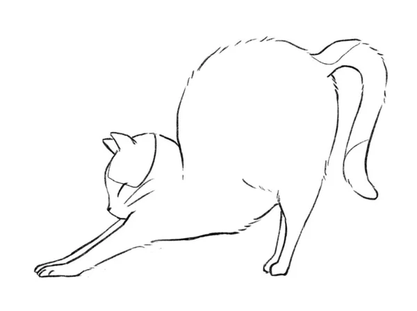 Cat Stretches Its Ass Line Drawing Coloring — Fotografia de Stock
