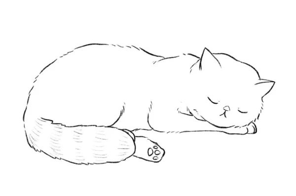 Cat Sleeping Tucking His Hand His Neck — Stock Photo, Image