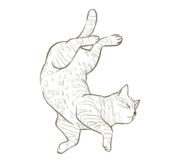 Tekir Kedi Sırt Üstü Uzanıyor Karnını Göstermek Için Kıvranıyor — Stok fotoğraf