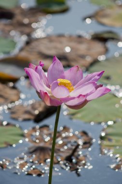 Nature photo: Lotus flowers. Time: February 12, 2023. Location: Ho Chi Minh City. Content: Lotus has both aroma and color, but the lotus scent is not too strong but gentle.   