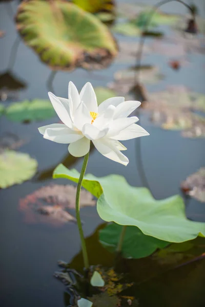 Naturfoto Lotusblüten Das Sind Wunderschöne Blumen Zeit Februar 2023 Ort — Stockfoto