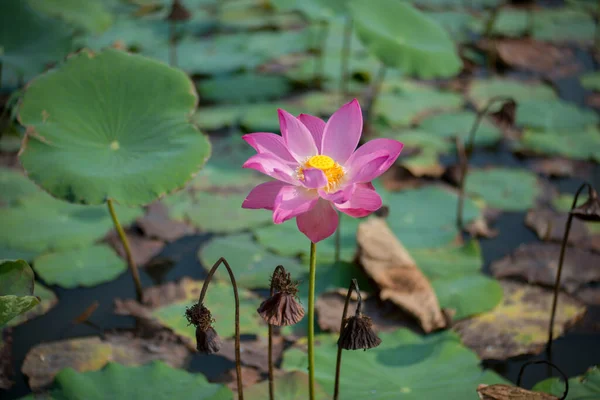 Naturfoto Lotusblüten Das Sind Wunderschöne Blumen Zeit Februar 2023 Ort — Stockfoto