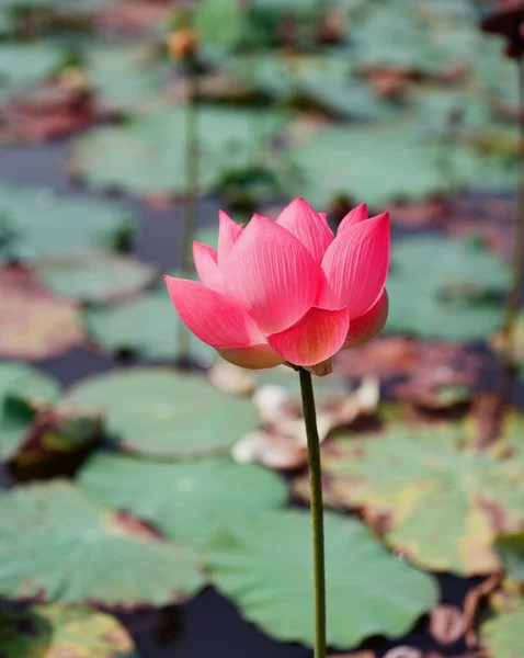 Nature Photo Lotus Flowers Beautifull Flowers Time Februar 2023 Location — Stock Photo, Image