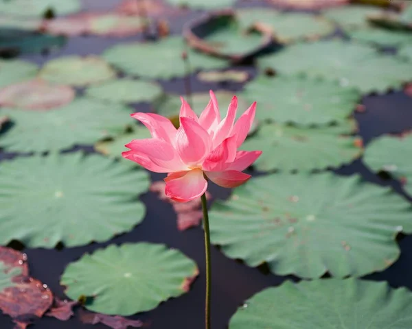 Naturfoto Lotus Blommor Detta Vackra Blommor Tid Februari 2023 Plats — Stockfoto