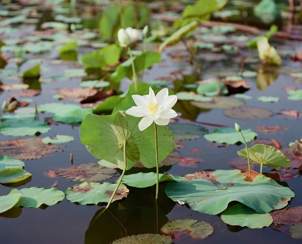 Nature photo film: Lotus flowers. This is beautifull flowers.Time: October 29, 2023. Location: Ho Chi Minh City. Content: Lotushas both aroma and color, but the Lotus scent is not too strong but gentle.