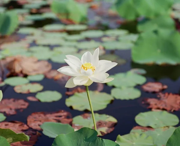 Nature photo film: Lotus flowers. This is beautifull flowers.Time: October 29, 2023. Location: Ho Chi Minh City. Content: Lotushas both aroma and color, but the Lotus scent is not too strong but gentle.