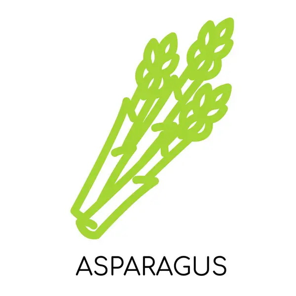 Asparagus Fat Line Vegetable Icon Vector Illustration Stockillustration