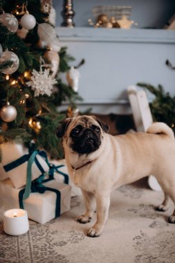 Noel ağacının yanındaki Noel odası için dekore edilmiş arka planda sevimli komik bir pug.