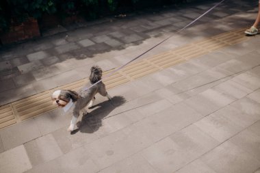 Dışarıda yürürken tasmalı şirin bir shih tzu köpeği.