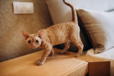 Kızıl saçlı Devon Rex kedi yavrusu neşeli bir ruh hali içinde mobilyaların yüzeyinde maskaralık yapıyor.