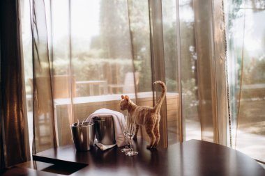 Kızıl saçlı Devon Rex kedi yavrusu neşeli bir ruh hali içinde mobilyaların yüzeyinde maskaralık yapıyor.