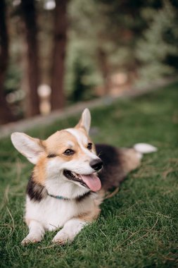 Sevimli Corgi köpeği çimenlerde dinleniyor, dışarıda huzurlu bir anın tadını çıkarıyor. Köpek sakin ve halinden memnun.