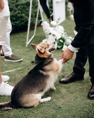 Açık hava ziyafetinde, bir Corgi 'nin pençesini siyah takım elbiseli bir adama verdiği zarif bir an. Çimlerin üzerinde kutlama yaparken evcil hayvan ve sahibi arasında büyüleyici bir etkileşim.