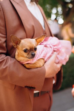 Terracotta kıyafeti giyen bir adamın kollarında dinlenen kırmızı bir chihuahua. Köpek rahat ve rahat görünüyor, evcil hayvan ve sahibi arasında sıcak ve şık bir an yaratıyor.