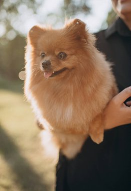 Sahibi tarafından kolunun altında tutulan kırmızı bir Spitz 'in yakın plan portresi. Köpek tüylü paltosu ve tetikte ifadesiyle sakin ve rahat görünüyor.