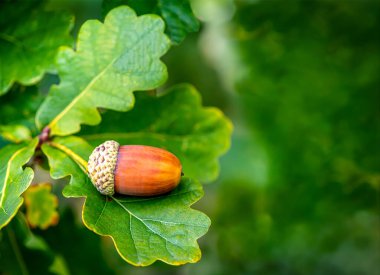Selective focus Macro  single Acorn on an Oak tree in an autumn naturist background showing greenery and branches copy space  to the right side