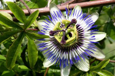  tam akışkan tutku çiçeği botanik adı passiflora, solunda negatif boşluk olan renkli bir resim 