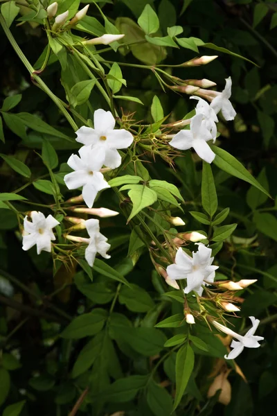 Jasmine Plant in flower  pretty white small flowers  copy space contrasting image ideal for text dark green background