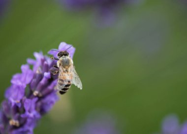 makro bal arısı arkaplanı metin için renkli lavanta negatif alana dinleniyor 