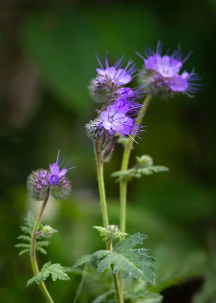 stock image phacelia tanacetifolia also known as lacy phacelia, purple-tansy, and  scorpion-weed  vertical image with a select subject blured background ideal for text or copy space 