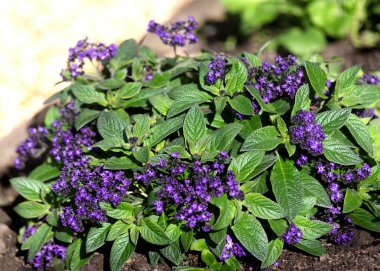 Öğrenci menekşesi Heliotropium. Boraginaceae ailesine ait bir bahçe sınırı daimi bitkisi. Üst sol köşede boşluk kopyala 