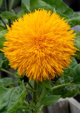 Parlak sarı bir ayçiçeğinin yakın plan çekimi, yeşil yapraklara karşı kabarık, yoğun taç yapraklarını sergiliyor..