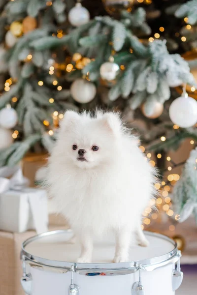 Noel Ağacının Arka Planında Sevimli Pomeranya Köpeği Mutlu Yıllar Noel — Stok fotoğraf