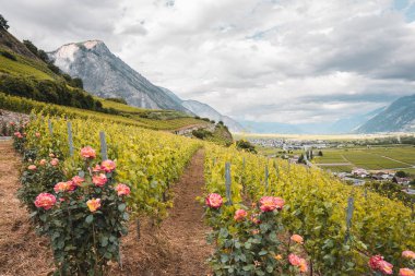 Üzüm bağları ve dağları olan İsviçre Wallis Vadisi