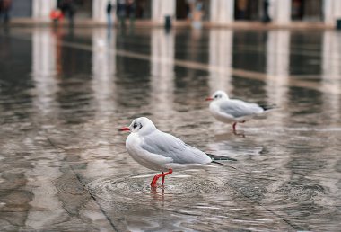 Alta aqua sırasında San Marco Meydanı 'nda iki martı..