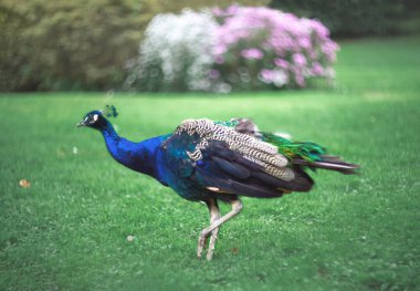 Güzel tavus kuşu portresi