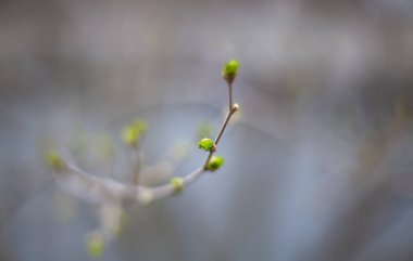 Bahçedeki bir dalda yeşil yapraklar
