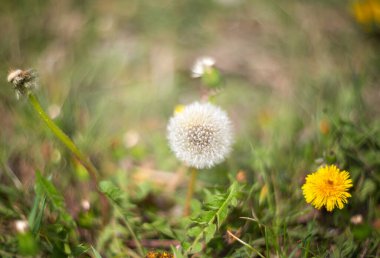Çimlerde karahindiba