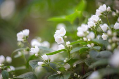 Yasemin çalıları bahçede