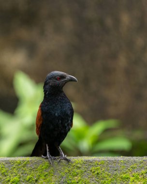 Daha büyük coucal (Centropus sinensis), karga sülünü olarak da bilinir ve Hindistan 'ın Mangalore şehrinde bir duvara tünemiş guguk kuşları tarikatının üyesidir..
