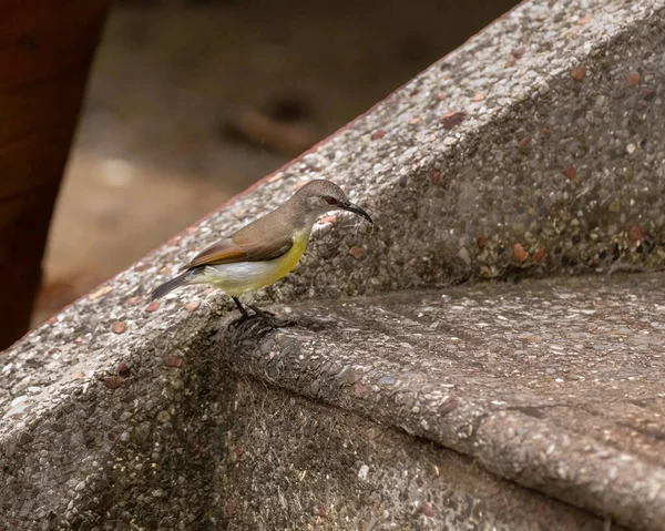 Dişi Mor Popolu Güneş Kuşu Leptocoma Zeylonica Hindistan Mangalore Kentinde — Stok fotoğraf