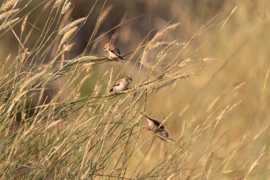 Küçük bir Hint gümüşgagası (Euodice malabarica) grubu, Dubai 'deki El-Qudra göllerinde, Birleşik Arap Emirlikleri' nde uzun otların arasında besleniyor. Beyaz Munia olarak da bilinir..