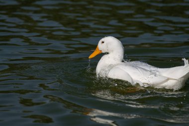 Beyaz ördek gölde şakacı ve su sıçratıyor. Dubai 'deki Al Qudra gölünde, Birleşik Arap Emirlikleri' nde..