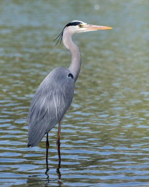 Bir gri balıkçılın (Ardea cinerea) Dubai 'deki Al Qudra göllerinin sığ sularında, Birleşik Arap Emirlikleri.
