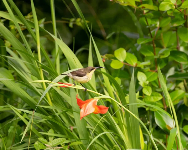 Dişi Loten 'in güneş kuşu (Cinnyris lotenius) Hindistan' ın Karnataka eyaletinin Mangalore kentindeki bir bahçedeki Gladiolus çiçek bitkisine tünemiştir. Uzun gagalı güneş kuşu ya da kestane rengi göğüslü güneş kuşu olarak da bilinir..